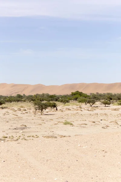 Наміб Вид Пустелю Пісок Кущі Над Блакитним Небом — стокове фото