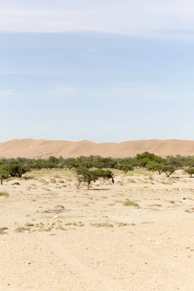 Namib Desert View Sand Och Buskar Blå Himmel — Stockfoto