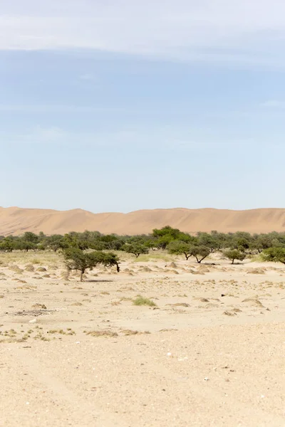 Namib Çölü Görünümü Kum Çalılar Üzerinde Mavi Gökyüzü — Stok fotoğraf