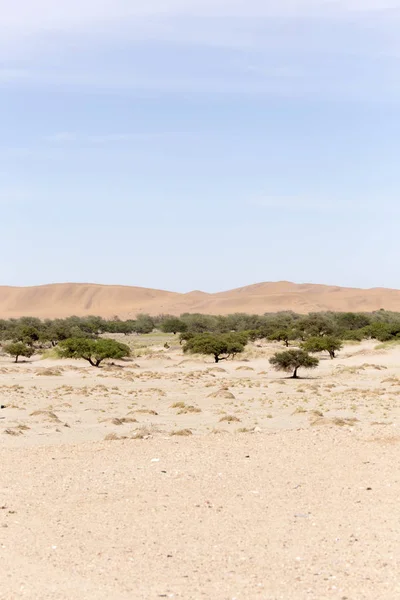 Vista Deserto Namib Areia Arbustos Sobre Céu Azul — Fotografia de Stock