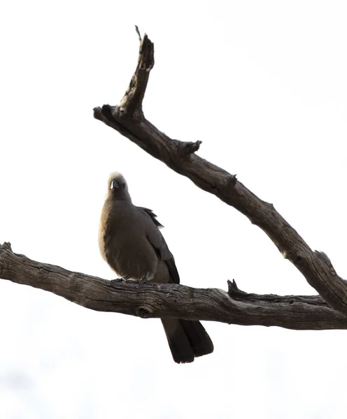 Partez Oiseau Sur Buisson Namibie — Photo