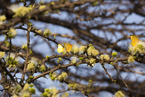 Wiele Żółte Motyle Drzewie Namibii — Zdjęcie stockowe