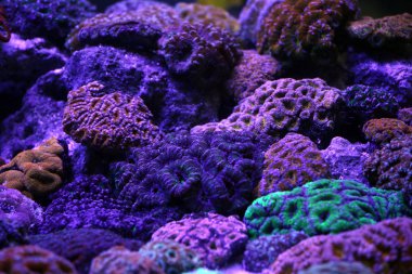 Mavi ışıklar altında güzel mercan resif akvaryumu