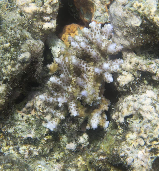 Acropora Koraller Havet Togian Öarna Sulawesi — Stockfoto