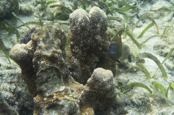 苏拉威西托吉安群岛的小鱼 — 图库照片