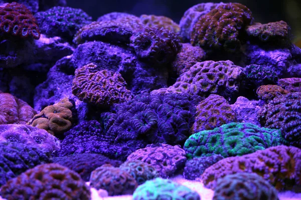 Een Prachtig Koraalrif Aquarium Onder Blauw Licht — Stockfoto