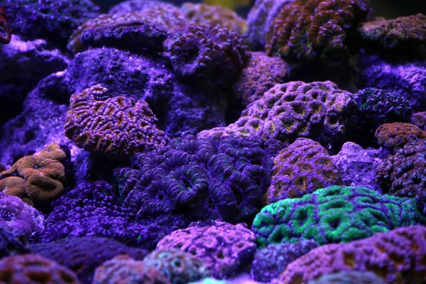 青いライトの下で美しいサンゴ礁の水族館 — ストック写真