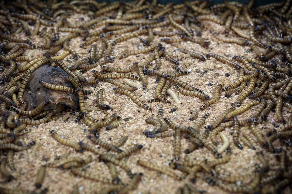 Worm Insecten Feed Voor Reptielen Markt — Stockfoto