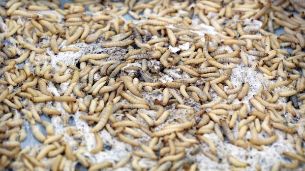 Worm Insects Feed Reptiles Market — Stock Photo, Image