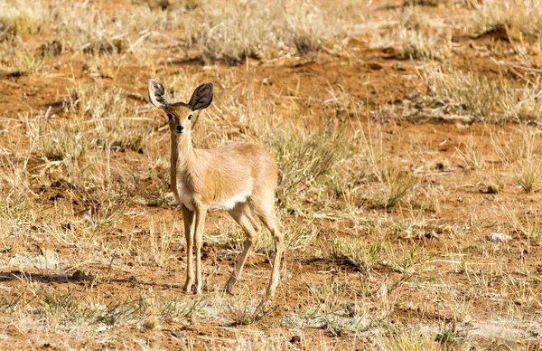 Raphicerus Звичайна Національний Парк Етоша Намібія — стокове фото