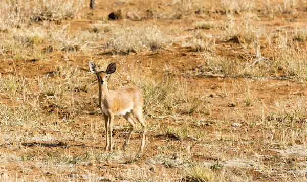 Raphicerus Campestris Parque Nacional Etosha Namibia —  Fotos de Stock