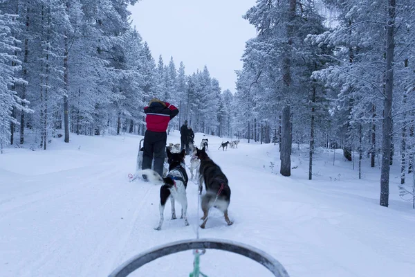 Saariselka Finlandia Diciembre 2017 Trineo Perros Laponia Durante Noche Polar — Foto de Stock