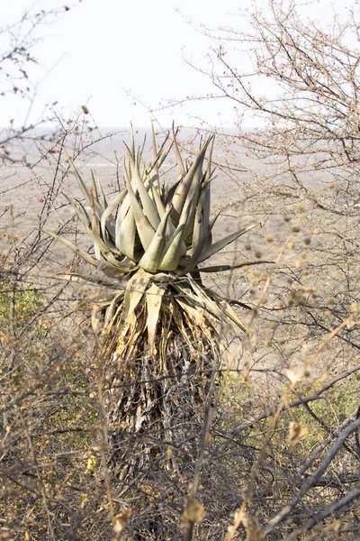 Planta Aloe Meseta Waterberg Namibia — Foto de Stock