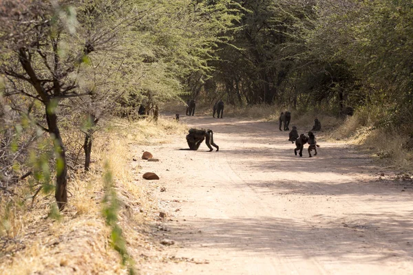 Gran Grupo Babuinos Namibia — Foto de Stock