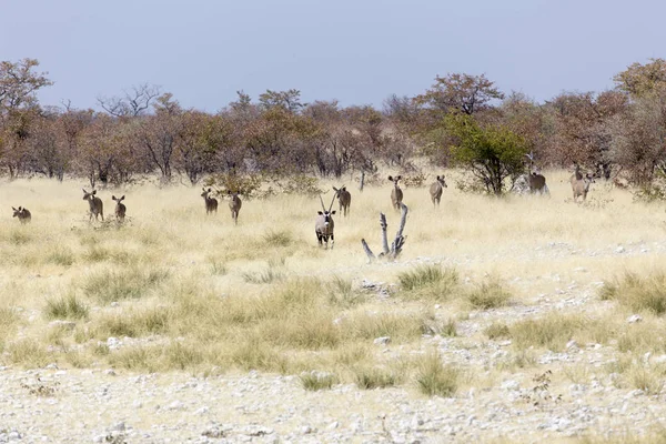 Animales Que Llegan Pozo Agua Desierto Namibia —  Fotos de Stock