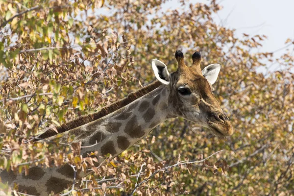 Girafe Portrait Dans Savane Namibie — Photo