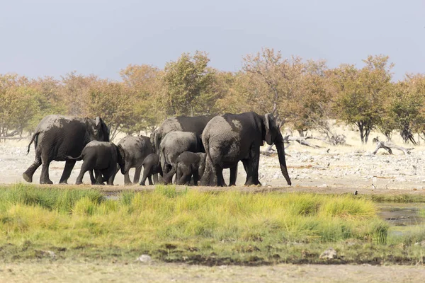 Grote Groep Olifanten Spelen Modder Namibië — Stockfoto