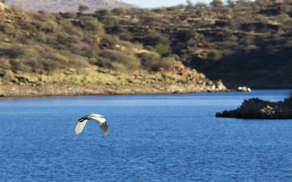 Ibis Pássaro Voando Lago Namíbia — Fotografia de Stock