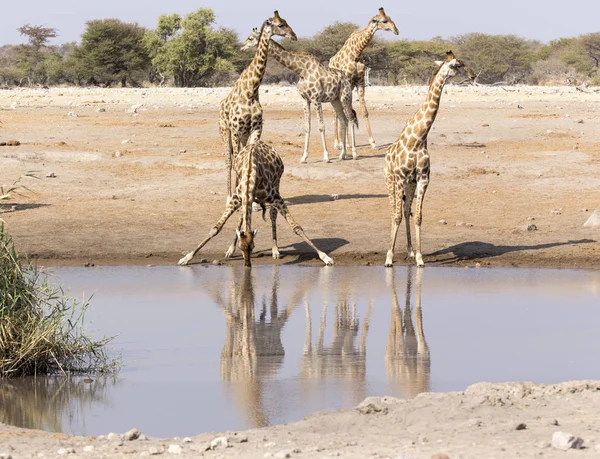 Egy Ivó Zsiráf Namíbiában Más Állatokkal Együtt Gondolkodva — Stock Fotó