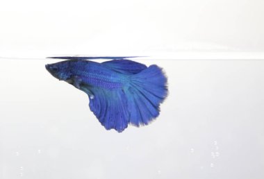 mavi daha iyi balık