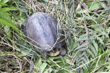 Bir kaplumbağa Vietnam doğal park fotoğrafı kapatın