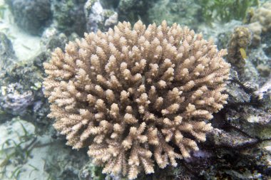 Mercan vanjica Adaları, Sulawesi deniz