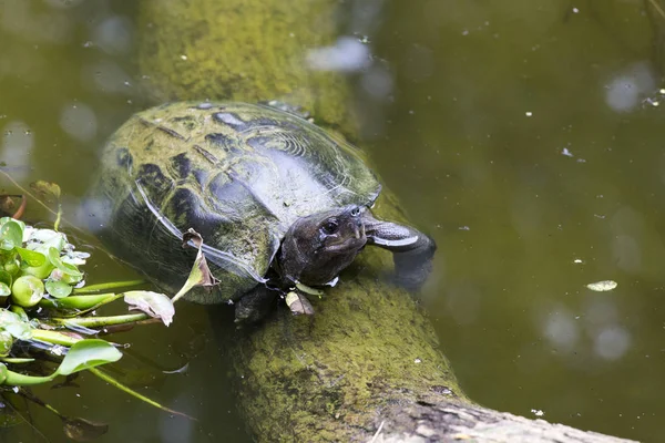 Mooie Aziatische water schildpad — Stockfoto