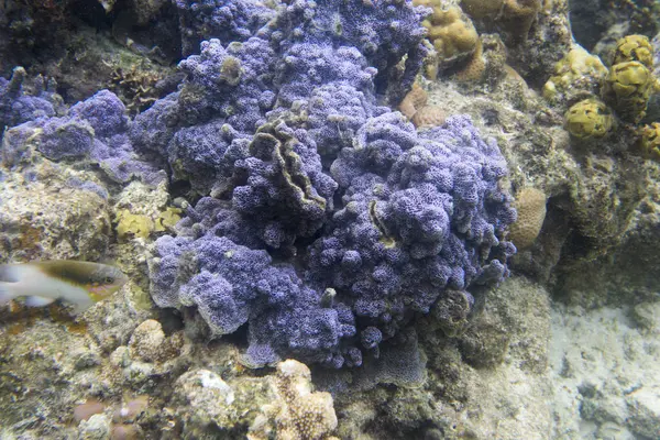 Coral incrustante azul na ilha togiana — Fotografia de Stock