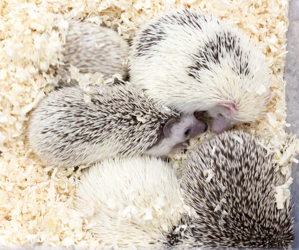 White Hedgehogs Captivity Sold Market — Stock Photo, Image
