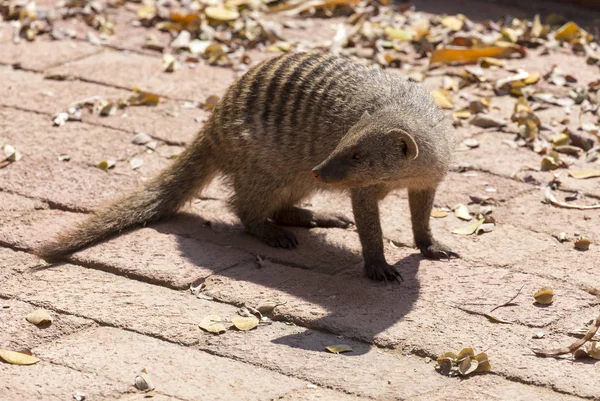 Mangouste Baguée Marche Namibie — Photo