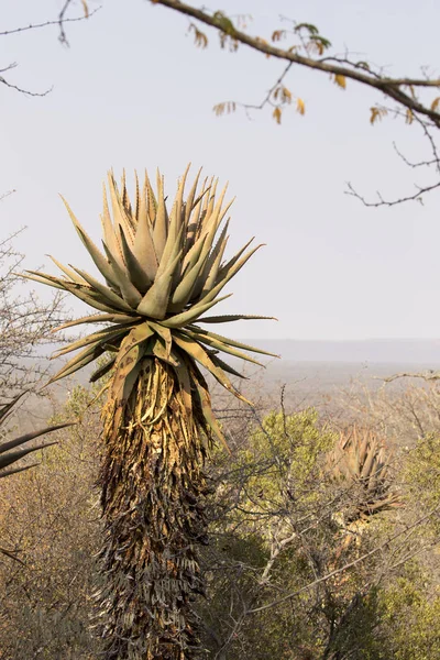 Aloe plant in the Waterberg plateau, Namibia