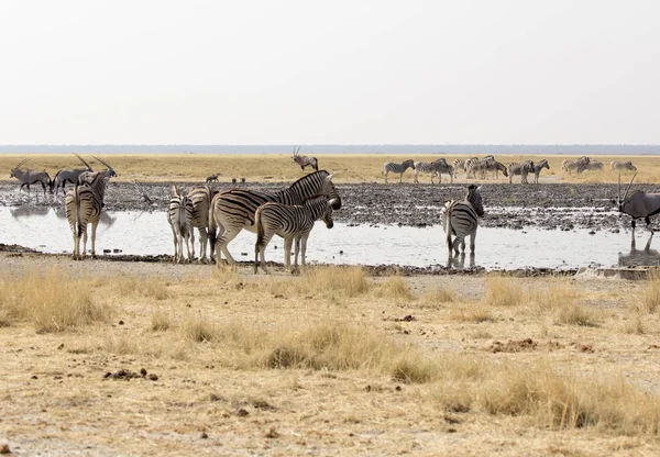 Molte Zebre Pozzo Acqua Nella Savana Namibia — Foto Stock