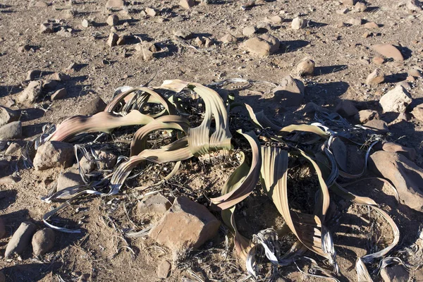 Welwitschia Planta Deserto Namíbia — Fotografia de Stock