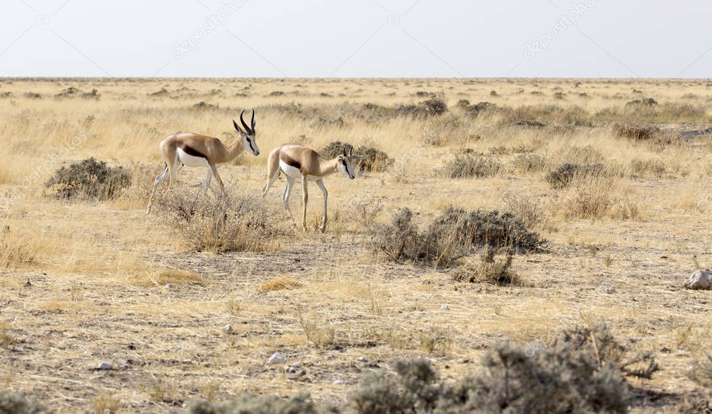 Couple of springboks in namibia savannah