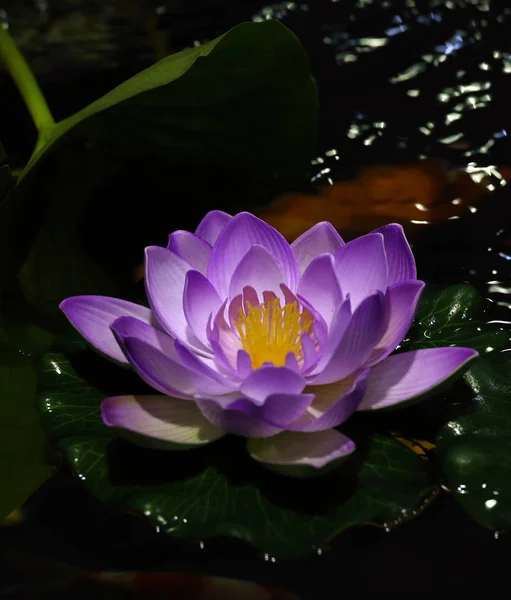 One Beautiful Water Lily Close Photo — Stock Photo, Image