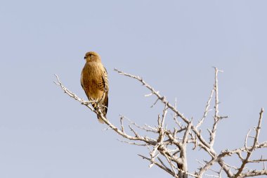 Namibya, Etosha Natinal Park 'taki ağaçta bir şahin.