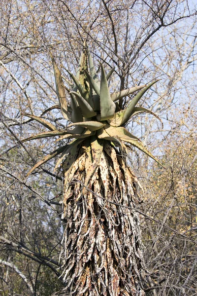 Aloe plant in the Waterberg plateau, Namibia