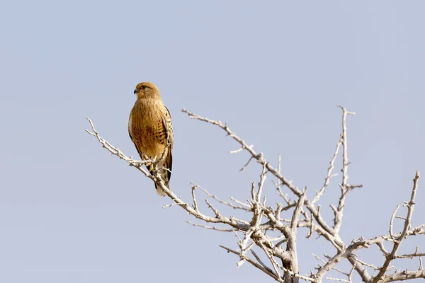 エトーシャ国立公園ナミビアの木の上の鷹 — ストック写真