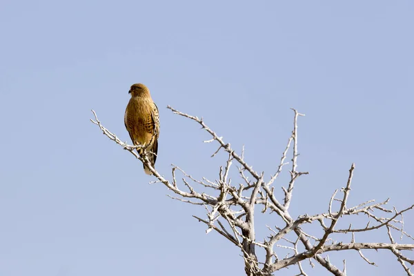 Halcón Árbol Namibia Parque Natural Etosha — Foto de Stock