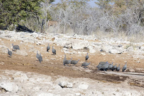 Muitos Guineafowl Capacete Etosha National Park Namíbia — Fotografia de Stock