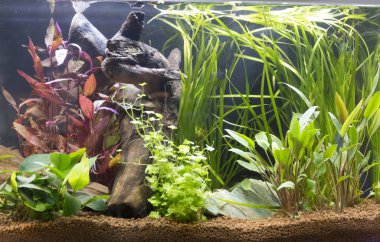 Güzel bir tatlı su akvaryum dikti