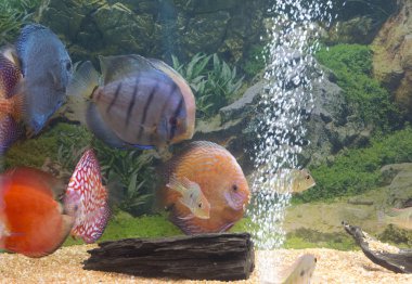 Disk balıklı bir tatlı su akvaryumu. 