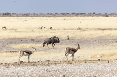 Namibya savanındaki Etosha 'da bufalo.