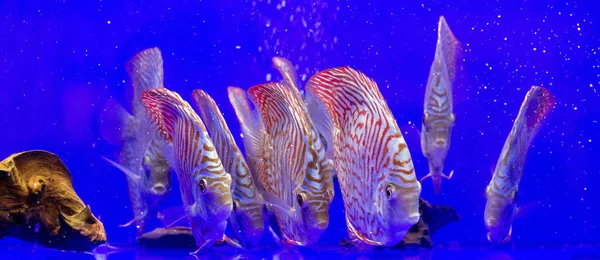 Fresh Water Aquarium Discus Fishes — Stock Photo, Image