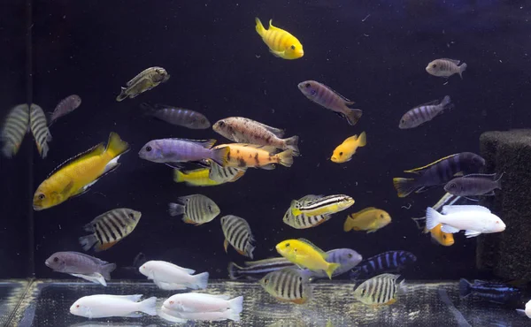 Гарний Прісноводний Акваріум Повний Кольорових Риб — стокове фото