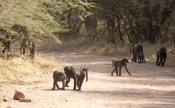 Een Grote Groep Bavianen Namibië — Stockfoto