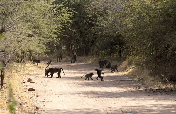 Gran Grupo Babuinos Namibia —  Fotos de Stock