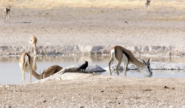 ナミビアの砂漠の水の穴に到着する動物 — ストック写真