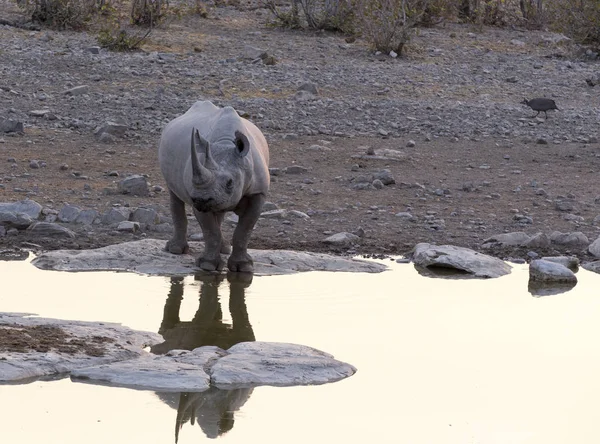 Ein Breitmaulnashorn Naturpark Namibia — Stockfoto