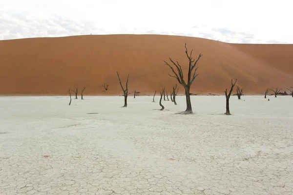 Vista Árboles Muertos Zona Sossusvlei Namibia — Foto de Stock